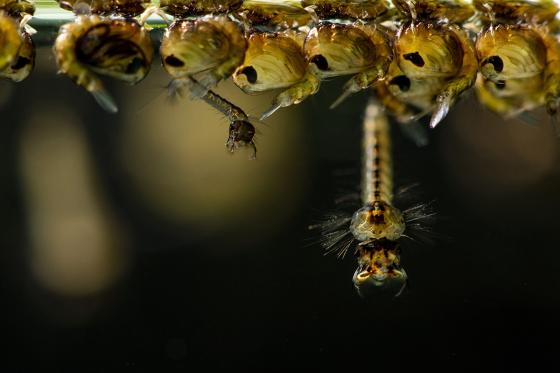 Larva de mosquit comú