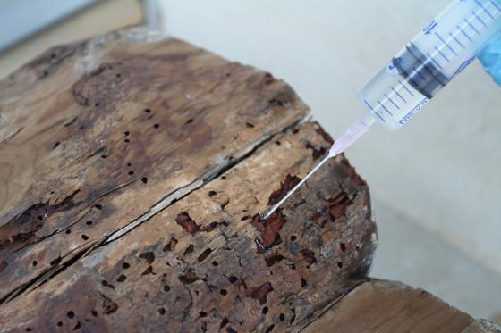Injecció del consolidant a l'interior d'una fusta