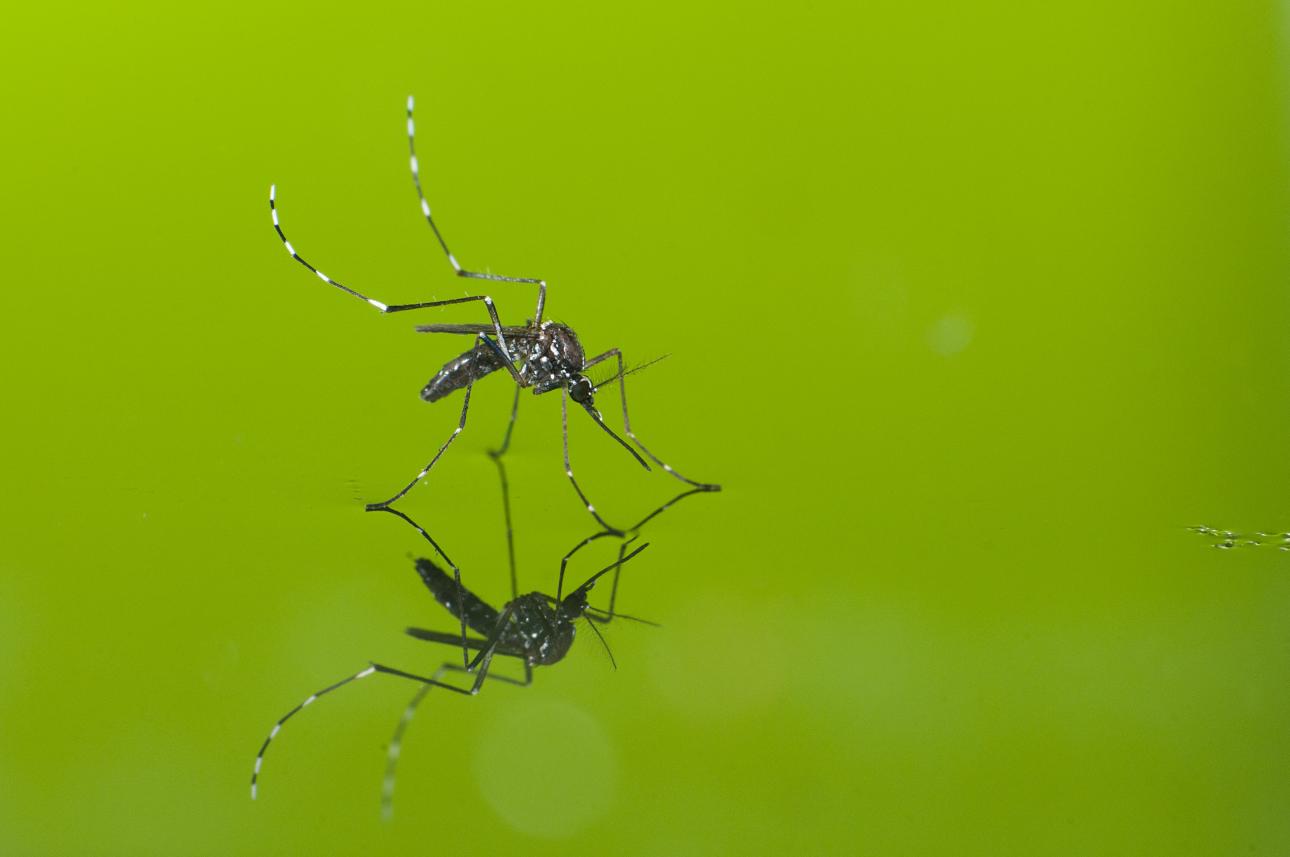 Jornada: Gestió d'espècies invasores en el medi urbà: bernat marbrejat, vespa asiàtica i mosquit tigre