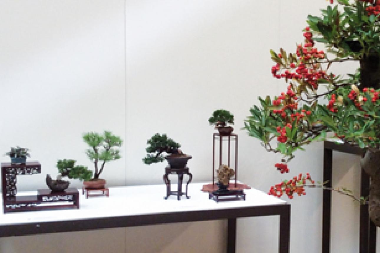 XXIX Exposició de Bonsais