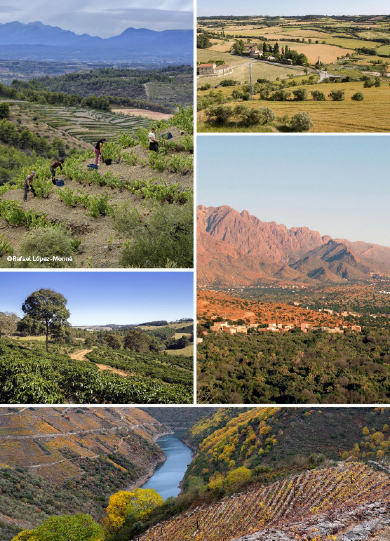 Simposi Internacional “Paisatge, Agricultura i Dona”