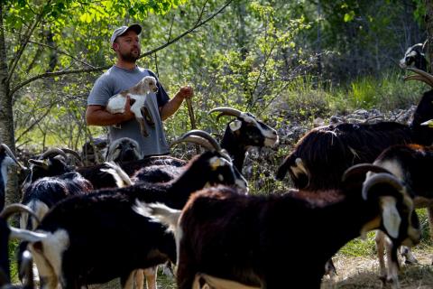 Pastor a les Muntanyes de Prades