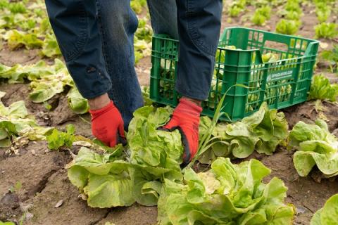 Recollida productors agroalimentaris