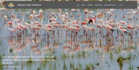 Imatge del Birding Ebre Pirineus