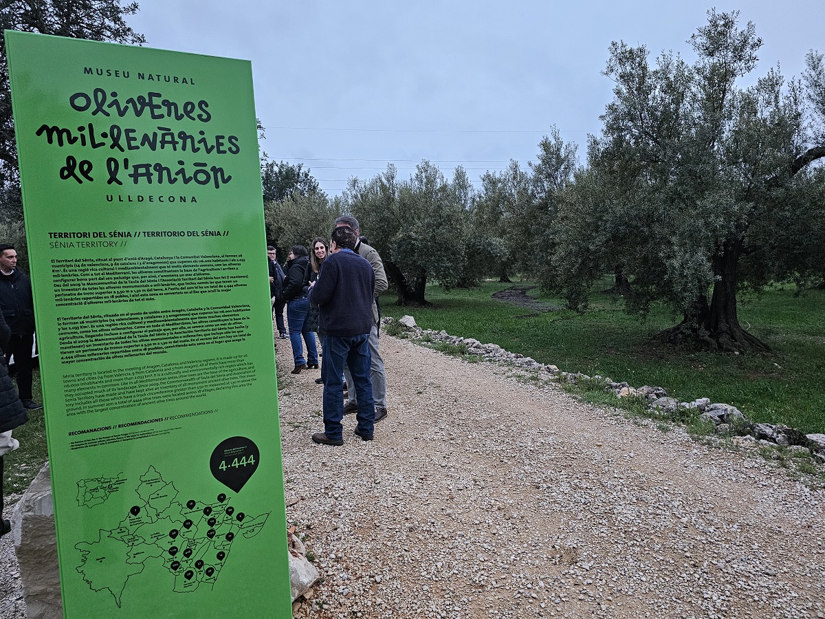 Visita a les Oliveres Mil·lenàries